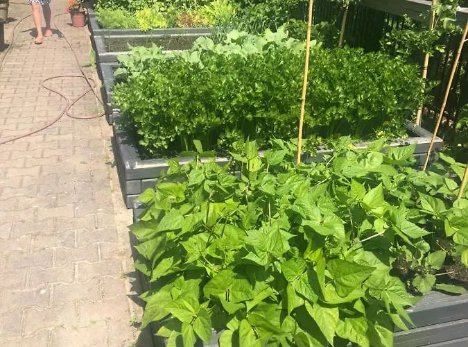 Alina 3* Grzybowo (West Pomeranian)